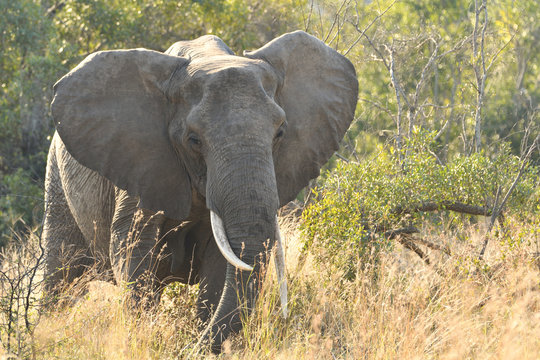 Bull Elephant