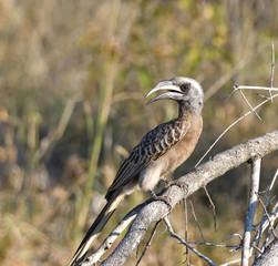 Grey Beaked Hornbill