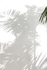 Palmm tree shadows on white wall
