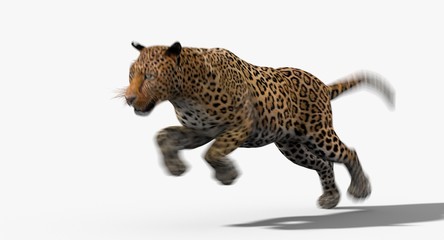 Leopard (3d)