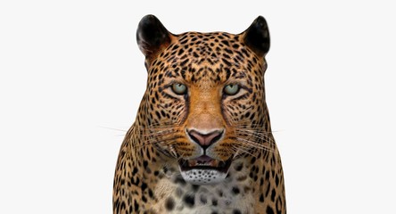 Obraz premium Leopard (3d)