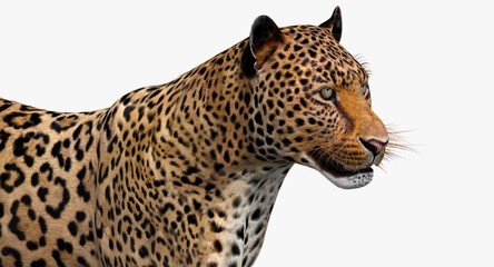 Leopard (3d)