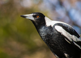 Fototapeta premium An Australian Magpie sitting on a tree branch