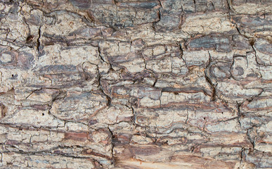 close up view of wooden bark