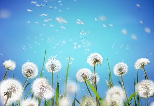 Fototapeta Nature floral border template. Airy glowing dandelions flying in wind with soft focus on sun morning outdoors macro. Romantic tender dreamy artistic image, light blue background sky, spring wallpaper.