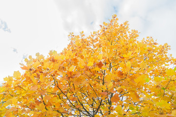 Vibrant yellow fall tree foliage on pale cloudy sky background