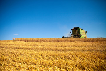 Fototapeta na wymiar Moisson du blé en été