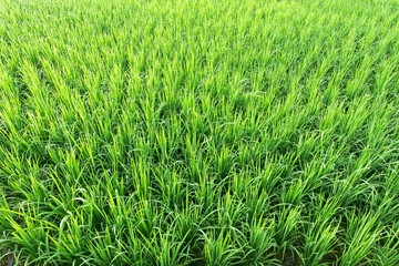 Fototapeta na wymiar Green rice in paddy fields
