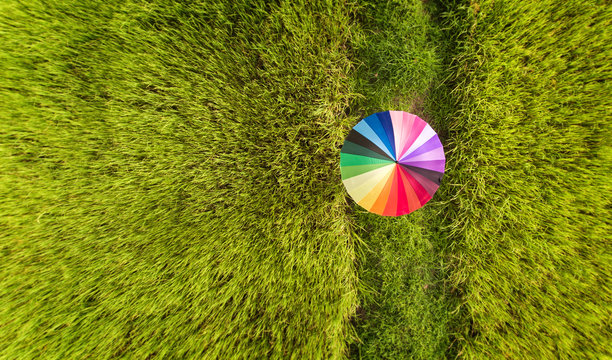 Colorful umbrella in the green rice field.