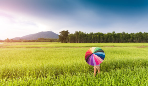 Colorful umbrella in the green rice field.