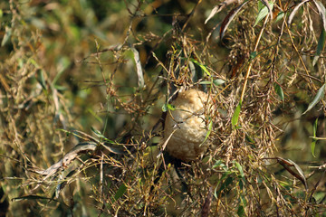 モリアオガエルの卵と竹の花