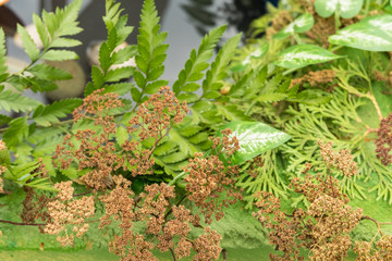 Autumn background with foliage and Shimi flowers on the bushes in the Park.