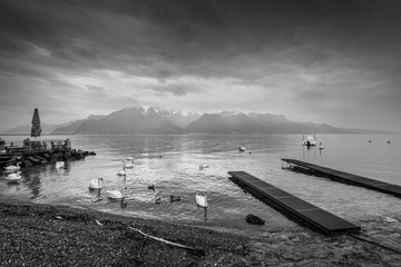 Swans and ducks on Lake Geneva in cloudy rainy weather in Lausanne, Switzerland. Black and white photography. Dramatic sky.