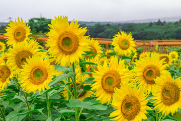 Obraz premium Sunflowers field blooming in the garden at sunny summer or spring day in Yamanashi Prefecture, Japan .