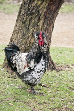 black and white rooster