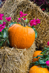 Orange pumpkins for Halloween Party