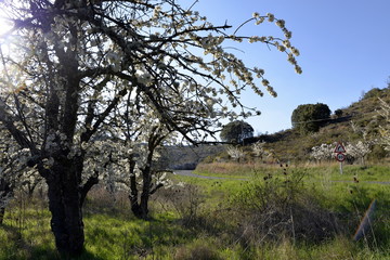 CEREZOS EN FLOR