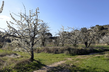 CEREZOS EN FLOR