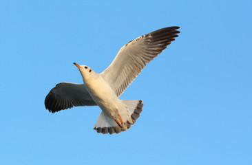 Seagull flying in the blue sky.