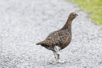 Male Red Grouse (Lagopus lagopus) crossing road