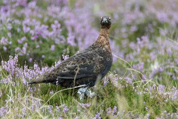Red Grouse (Lagopus lagopus) in Purple Heather