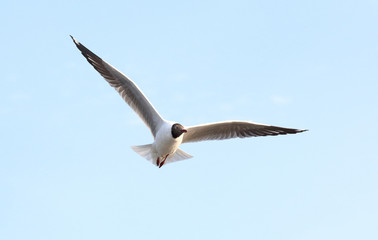 Seagull flying in the blue sky.
