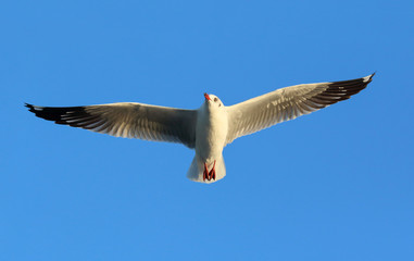 Seagull flying in the blue sky.
