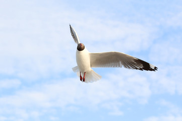 Seagull flying in the blue sky.