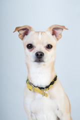 Little white dog on white background at studio