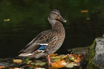 Fototapeta premium wildlife ducks on the water