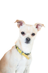 Little white dog on white background at studio