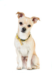 Obraz premium Little white dog on white background at studio