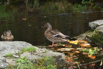 wildlife ducks on the water