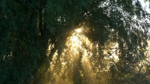 Sun rays shining through the leaves and branches. Foggy morning.