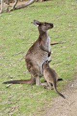 Fototapeta premium kangaroo-Island kangaroo and joey