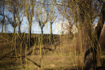 Willow branches with blooming buds.