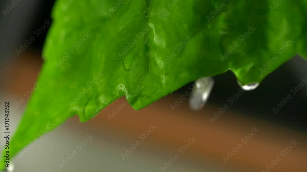 Poster water drop falling from green leaf during the rain. slow motion macro shot