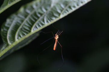Aedes mosquitoes