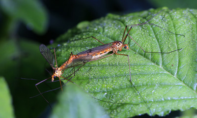 Aedes mosquitoes