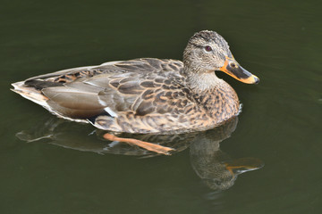 wildlife ducks on the water