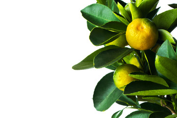 Tangerine tree branch