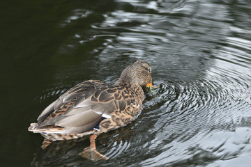 wildlife ducks on the water