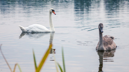 Белый лебедь и серые лебеди
