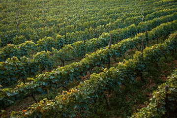 Vineyards in Napareuli, Georgia