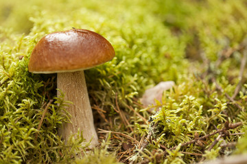 natural macro background