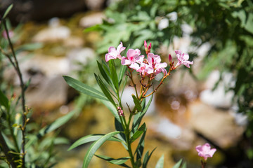 Oleander flowers and leaves