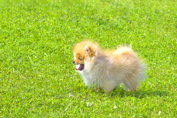 Dog Spitz Close-up