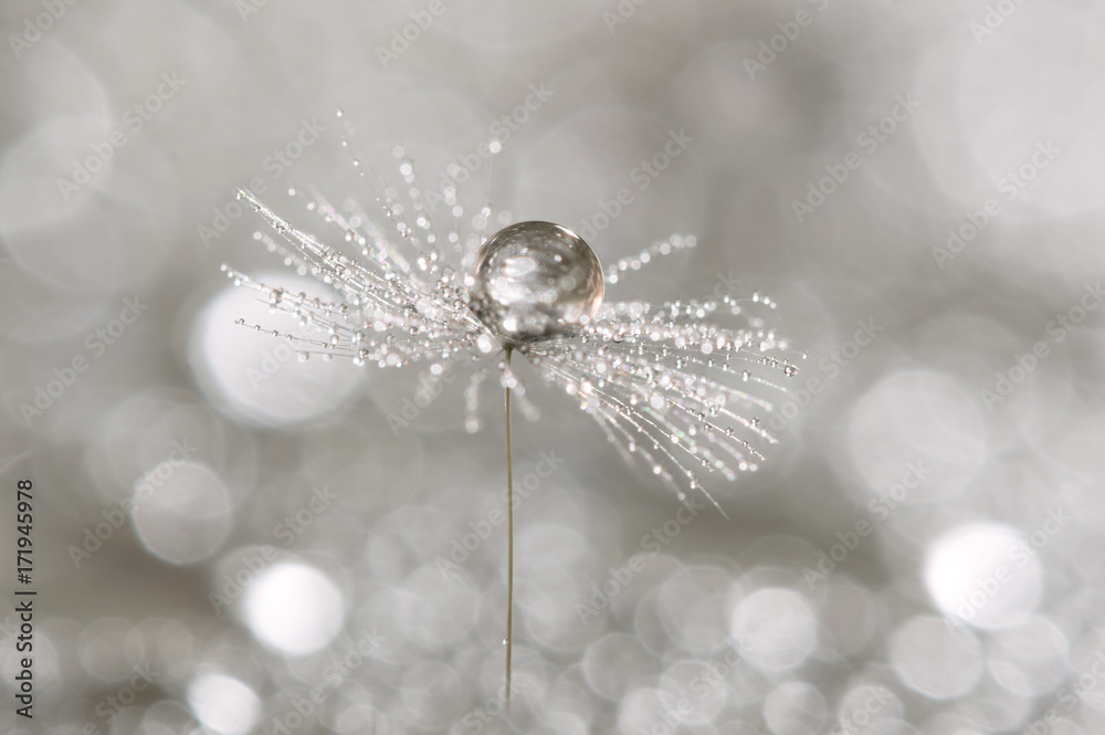 Wall mural a drop of dew on a dandelion. macro of dandelion art work.