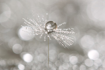 Naklejka na ściany i meble A drop of dew on a dandelion. Macro of dandelion art work.