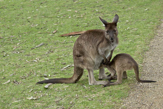 kangaroo-Island kangaroo
